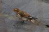 Snow Bunting at South Fambridge (Mike Bailey) (48670 bytes)